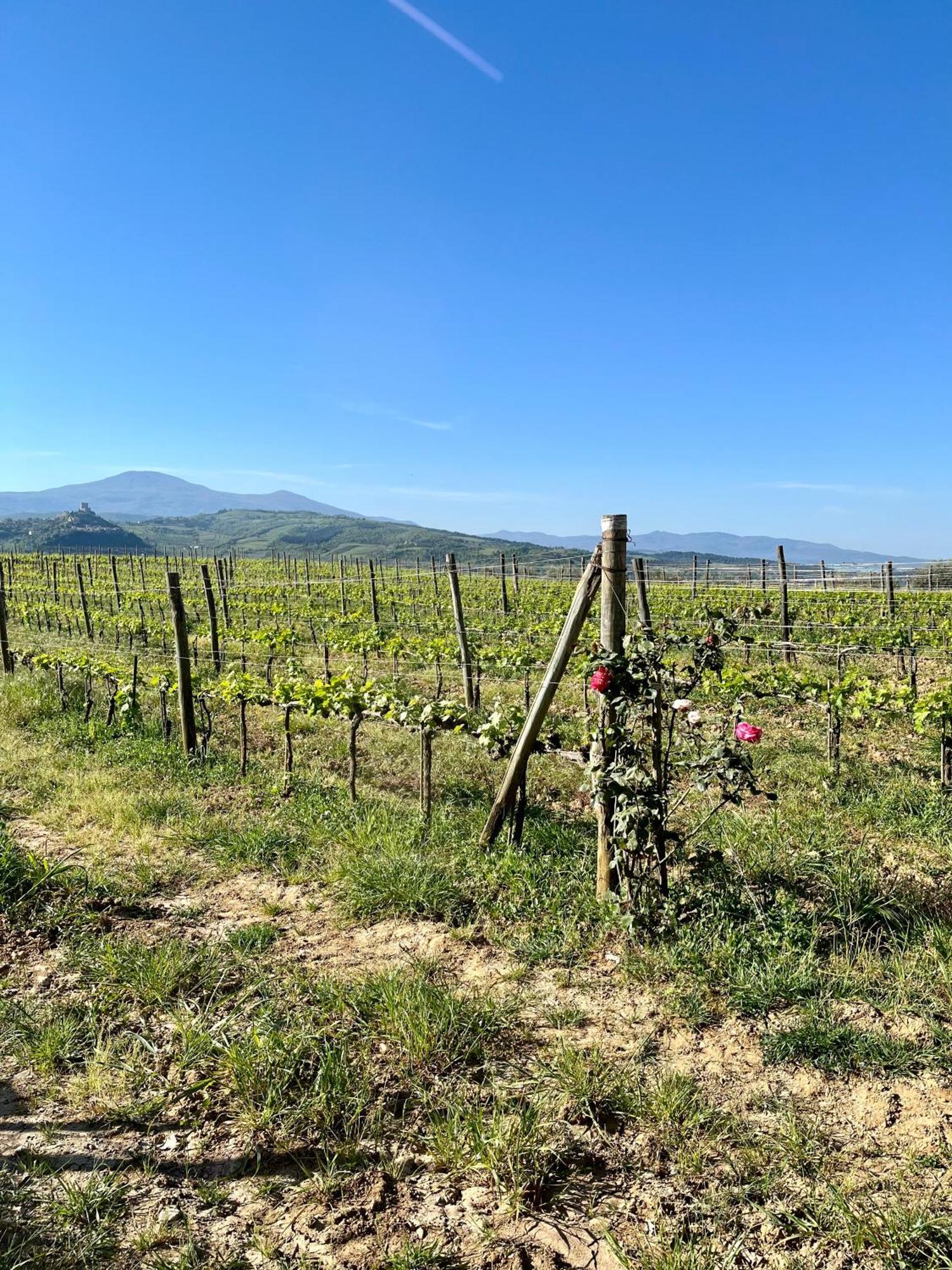 Agriturismo Le Querciole In Val D'Orcia Bagno Vignoni Ngoại thất bức ảnh
